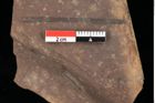 Foto (Detailansicht) von Poacites rigidus Heer (NHMW-GEO-2024-0188-0382)